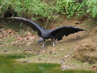COSTA RICA-20190215-1169 01